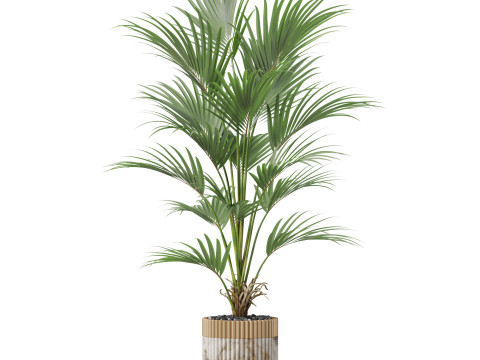 Plants collection 865 3D Model