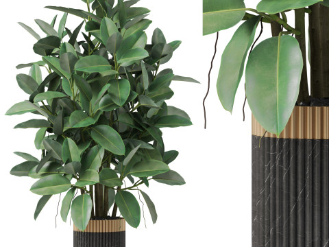 Plants collection 866 Modèle 3D