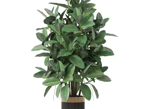 Plants collection 866 3D Model