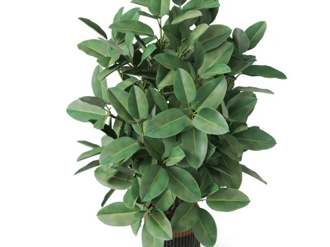 Plants collection 866 3D Model