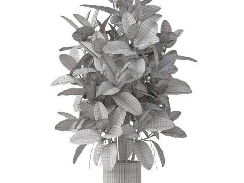 Plants collection 866 3D Model