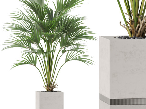 Plants collection 867 Modèle 3D
