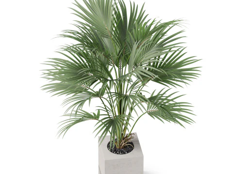 Plants collection 867 3D Model