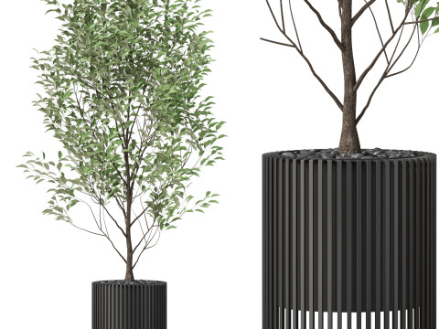 Plants collection 868 Modèle 3D