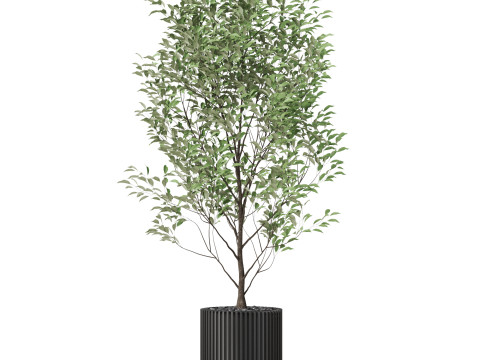 Plants collection 868 3D Модель