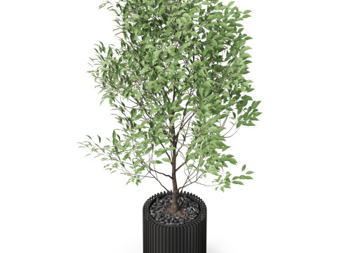 Plants collection 868 3D Модель