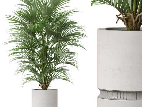 Plants collection 869 Modèle 3D