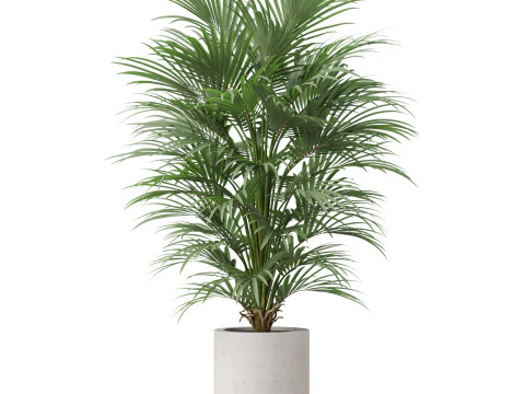 Plants collection 869 3D Model