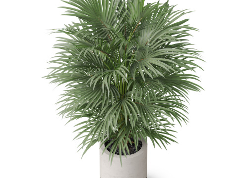Plants collection 869 Model 3D