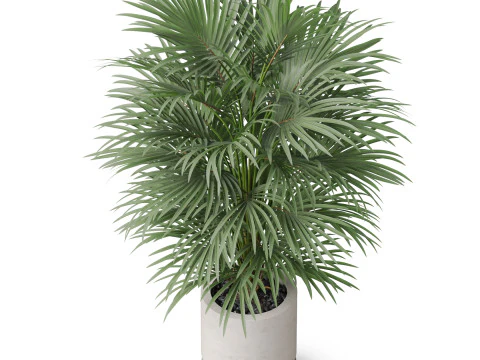 Plants collection 869 3D Model
