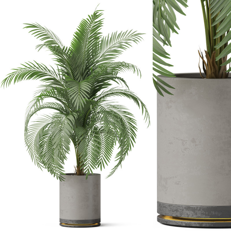 Plants collection 870 3D Модель .c4d .max .obj .3ds .fbx .stl .blend