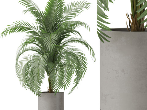 Plants collection 870 3D मॉडल