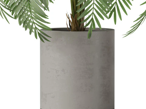 Plants collection 870 3D Model