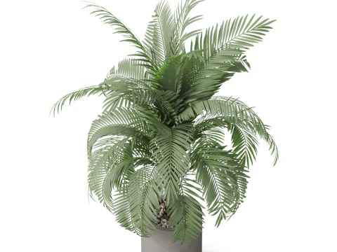 Plants collection 870 3D Model