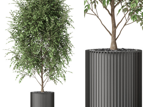 Plants collection 871 Modèle 3D