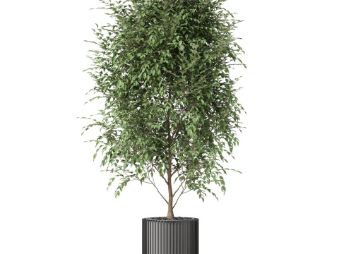 Plants collection 871 3D Model