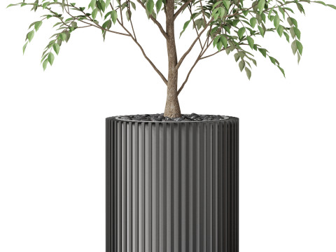 Plants collection 871 Model 3D