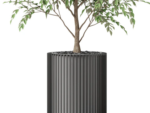 Plants collection 871 3D Model