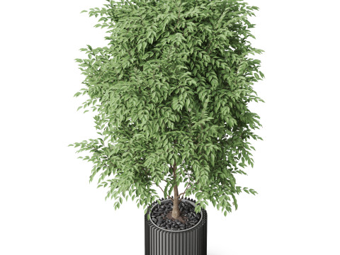 Plants collection 871 Model 3D