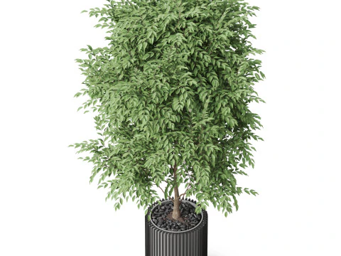 Plants collection 871 3D Model
