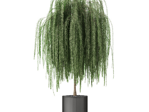 Plants collection 872 3D Model
