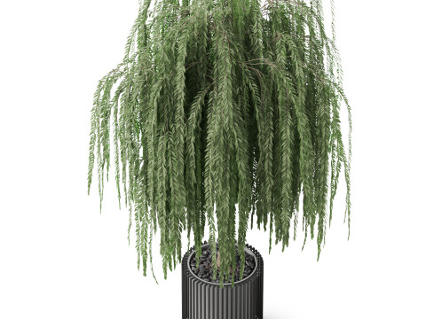 Plants collection 872 3D Model
