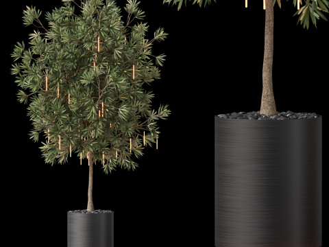 Plants collection 873 Modèle 3D