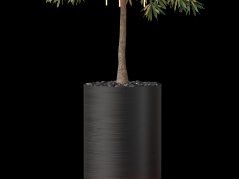 Plants collection 873 3D-Modell