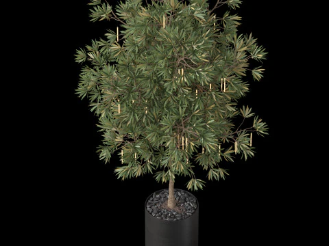 Plants collection 873 3D Model