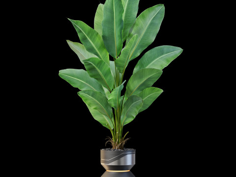 Plants collection 875 Modèle 3D