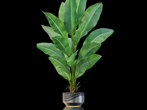 Collezione piante 875 Modello 3D