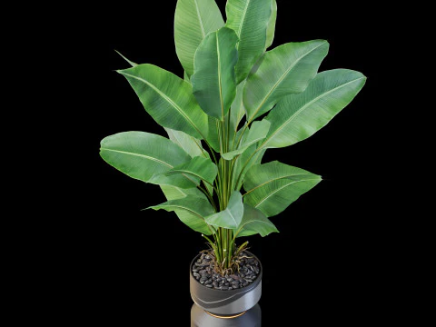 Collezione piante 875 Modello 3D