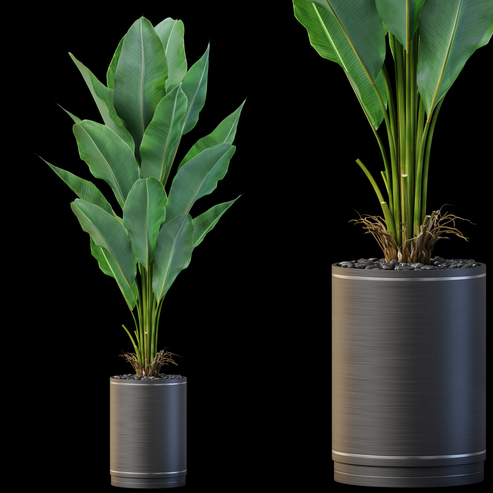 Plants collection 876 3D Model .c4d .max .obj .3ds .fbx .stl .blend
