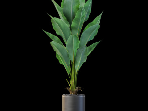 Plants collection 876 3D-Modell