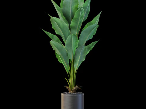 Plants collection 876 3D Model