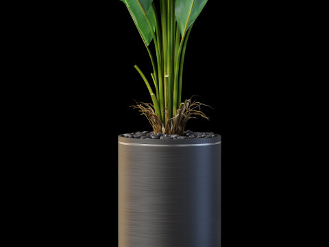 Plants collection 876 3D-Modell