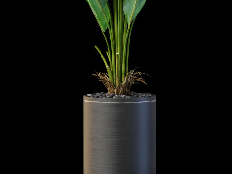 Plants collection 876 3D Model