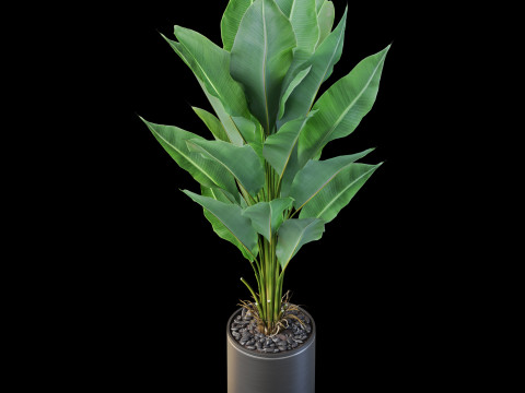 Plants collection 876 3D-Modell