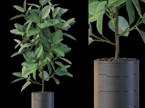 Plants collection 877 3D Модель