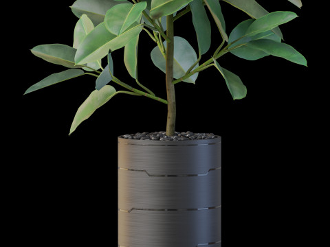 Plants collection 877 3D Модель