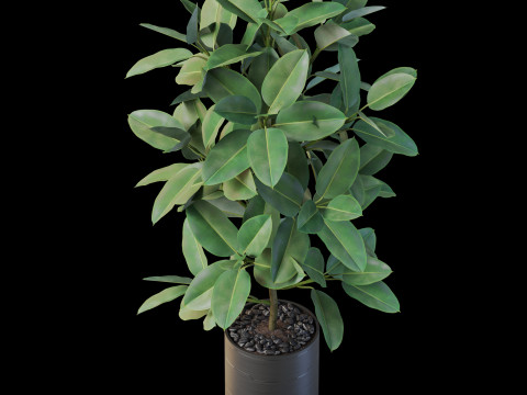 Plants collection 877 3D Модель