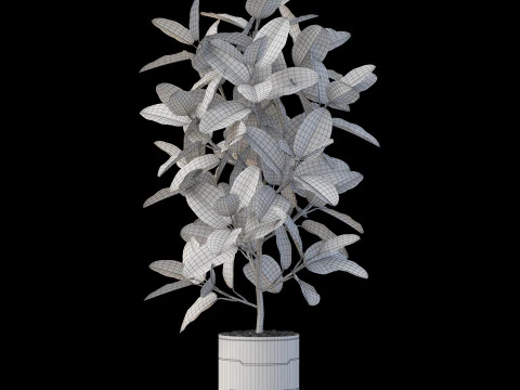 Plants collection 877 3D Model