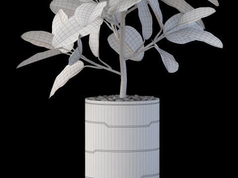 Plants collection 877 3D Модель