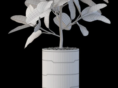 Plants collection 877 3D Model