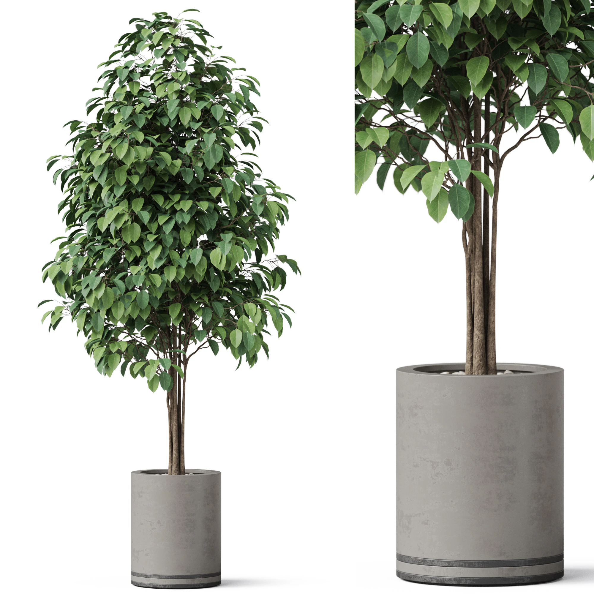 Plants collection 879 3D Model .c4d .max .obj .3ds .fbx .stl .blend 