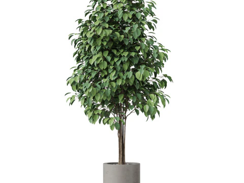 Plants collection 879 3D Model