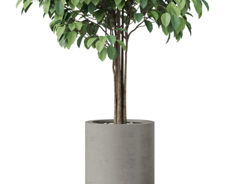 Plants collection 879 3D Model