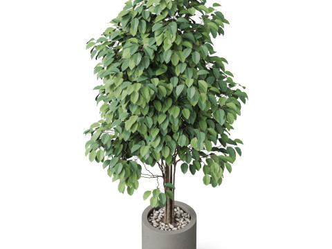 Plants collection 879 Modèle 3D