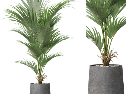 Plants collection 880 3D Модель