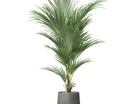 Plants collection 880 3D Model